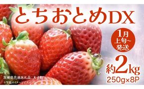 とちおとめ DX 約2kg (250g×8P)【2027年1月上旬発送開始】(茨城県共通返礼品：大子町) 苺 いちご イチゴ 果物 フルーツ おやつ
