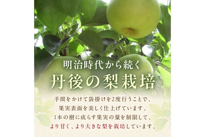 【先行予約／数量限定150】20世紀梨 5kg（2026年9月上旬～発送）　JK00038
