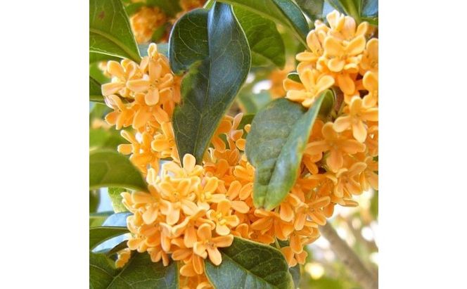 鉢植え 金木犀 キンモクセイ オリーブ柄 テラコッタ鉢 40cm 配送不可 北海道 沖縄 離島 植物 ガーデニング 観葉植物 花 苗木 インテリア いい香り 秋の樹木 大きいサイズ 