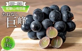[新鮮・産直]和歌山有田産のたねなし巨峰約1kg★2025年8月上旬頃より順次発送 	BZ137