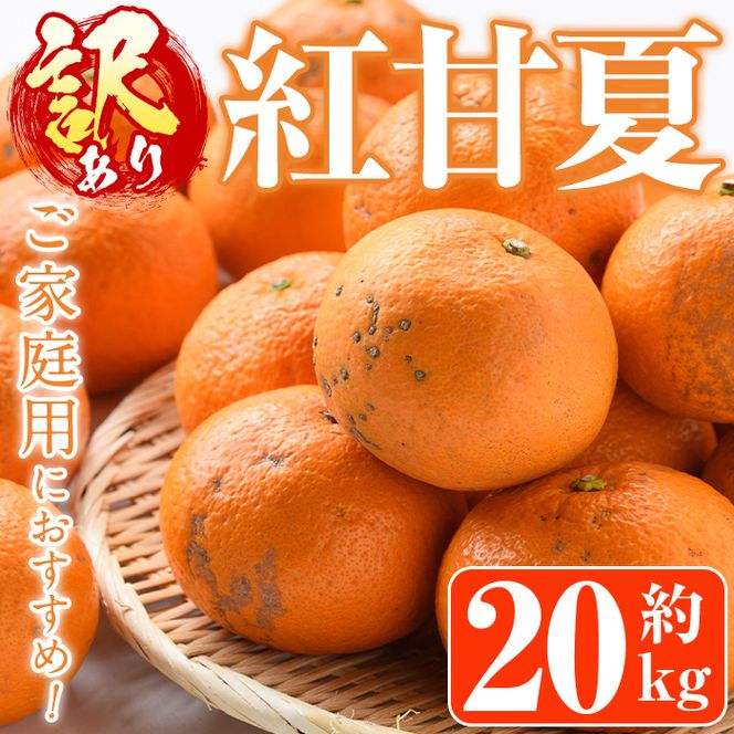 ＜先行予約受付中！2027年1月中旬以降順次発送予定＞訳あり紅甘夏(約20kg) 国産 鹿児島県 阿久根市 果実 果物 フルーツ 柑橘 紅甘夏 みかん ミカン 期間限定 数量限定【桐野柑橘株式会社】akn070-09