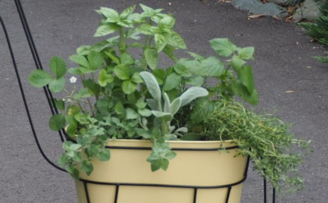 ハーブ 寄植え 7種 キリン型 アイアン鉢 配送不可 北海道 沖縄 離島 植物 寄せ植え 料理 育てる 収穫 初心者 ローズマリー パセリ セージ ミント オレガノ バジル コリアンダー タイム ディル ラベンダー 