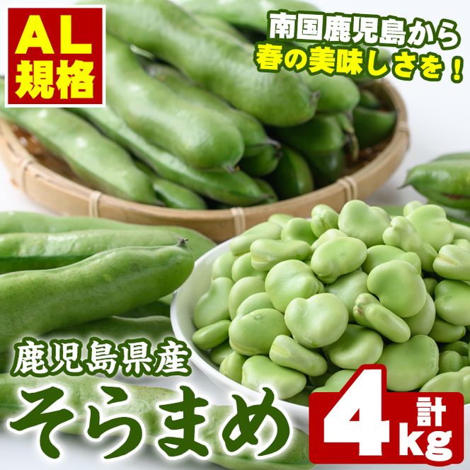＜先行予約受付中！2026年4月中旬以降順次発送予定＞春の味覚の鹿児島県産そらまめ(4kg) 大容量 国産 野菜 そら豆 ソラマメ セット 詰合せ 詰め合わせ 旬 ベジタブル 期間限定 AL規格 国産 鹿児島県産 阿久根市産 冷蔵【鹿児島いずみ農業協同組合】akn018-11