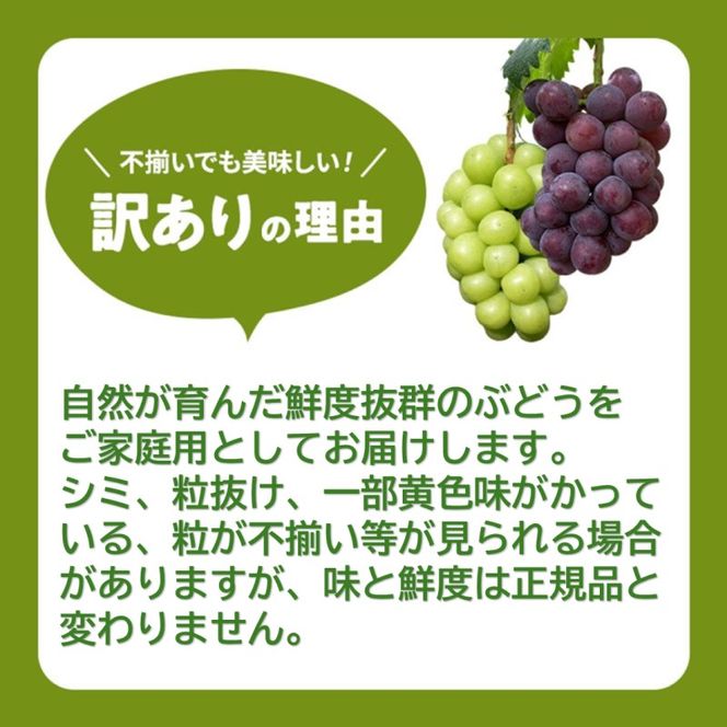 2026 早期受付 ぶどう シャインマスカット 3～4房 約2kg 岡山県高梁市産 うめづぶどう園 化粧箱入り 葡萄 ブドウ 訳あり