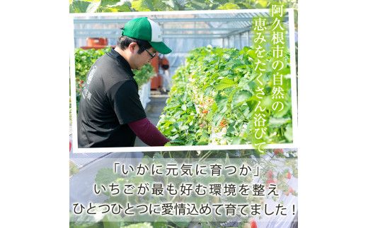 ＜先行予約受付中！2026年12月上旬以降順次発送予定＞凍眠君使用！農園ガーデン空産冷凍いちご(計1.8kg・600g×3P)国産 鹿児島県産 いちご イチゴ 苺 恋みのり 紅ほっぺ かおり野 フルーツ 果物 くだもの おやつ 冷凍 凍眠 フローズン 自社農園【農園ガーデン空】akn026-04