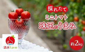 【2026年7月～発送】富良野産 採れたて直送! ミニトマト 「殊玉のうまみ」 【約2kg】 (清水farm) トマト ミニトマト とまと 美果 野菜 新鮮 甘い 季節限定 北海道 富良野 ふらの