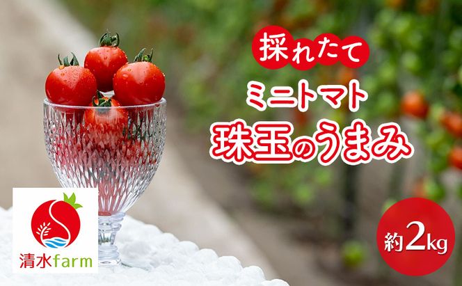 【2026年7月～発送】富良野産 採れたて直送! ミニトマト 「殊玉のうまみ」 【約2kg】 (清水farm) トマト ミニトマト とまと 美果 野菜 新鮮 甘い 季節限定 北海道 富良野 ふらの