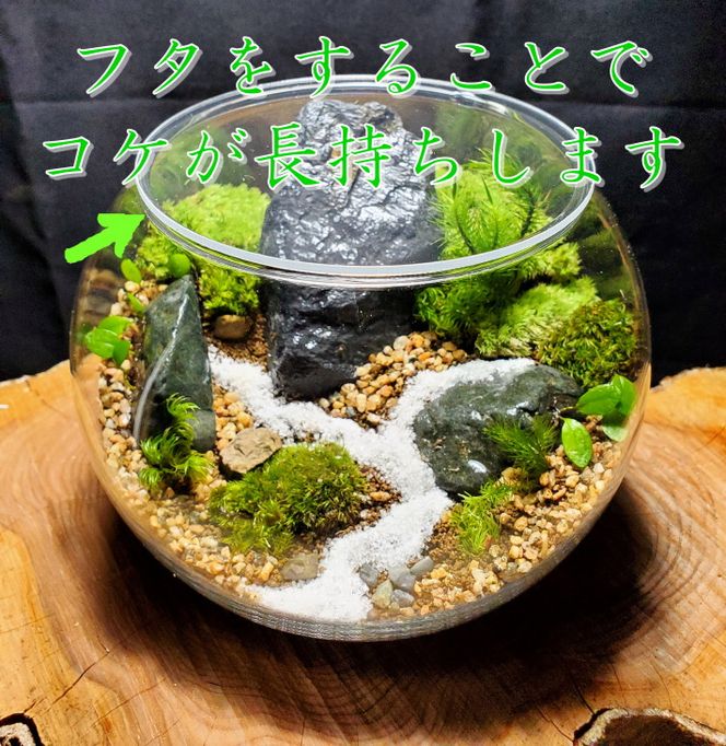 コケテラリウム制作キット直径15cm 動画説明付き〈コケ 苔 こけ 植物 初心者 インテリア 手作り セット キッド 雑貨 日用品〉 