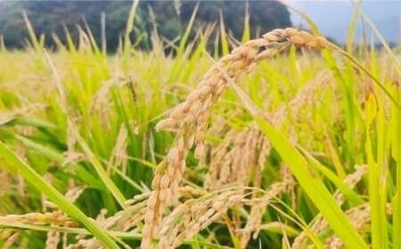 【令和7年産】福岡県 糸島市産 白米　ヒノヒカリ （掛け干し米） 5kg  糸島市 / 谷川農園 コメ 米 掛干し米[AVQ005]
