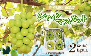 【2026年先行予約】 【ご家庭用】ぶどう 岡山県産 シャインマスカット 2kg以上(3～4房)《2026年9月上旬-下旬頃出荷》 葡萄 ブドウ 岡山県産 フルーツ 果物 数量限定 期間限定 里庄町 ブドウ 果物類 