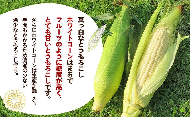 ホワイトコーン 約2.5kg 野菜 とうもろこし 野菜セット 