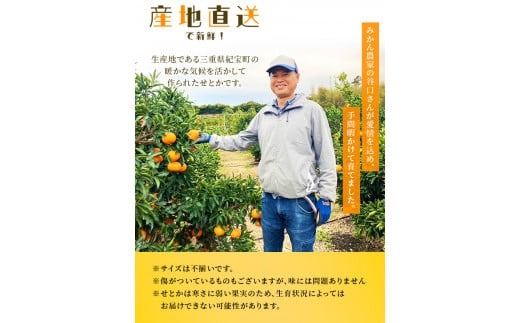 【先行予約】みかん せとか ご家庭用 たにぐち農園の せとか 4.5kg 大小混合【2027年3月から4月上旬までに順次発送予定】 / 家庭用 ご家庭用 せとか みかん 蜜柑 サイズ 不揃い【mtn012C】