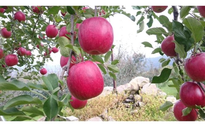 【2026年10月発送】シナノスイート 訳あり家庭用 約5kg 12～23玉 りんご 果物 訳あり 信州 長野