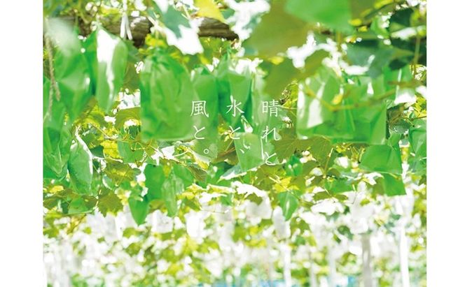 訳あり 藤稔 2房 合計1.0kg以上 産地直送 朝採れ ぶどう 葡萄 岡山 Kawahara green Farm 2026年 先行予約