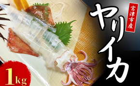 京都宮津産 新鮮ヤリイカ 刺身用 冷凍 約1kg │ 日本海 鮮度 いか 刺し おつまみ いか刺身 烏賊 刺身 父の日 ギフト 天橋立