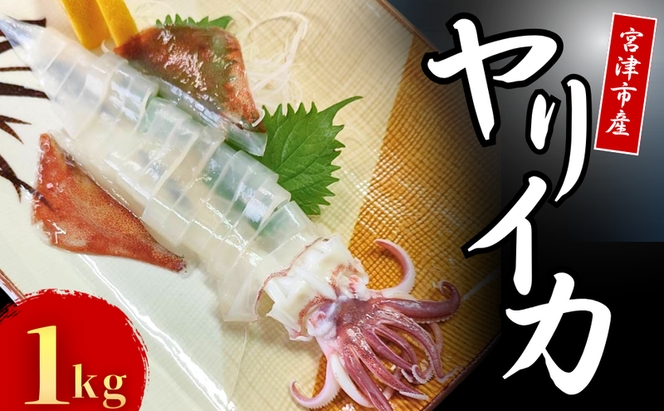 京都宮津産 新鮮ヤリイカ 刺身用 冷凍 約1kg │ 日本海 鮮度 いか 刺し おつまみ いか刺身 烏賊 刺身 父の日 ギフト 天橋立