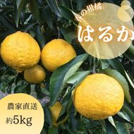 【540.】はるか（A540-1）