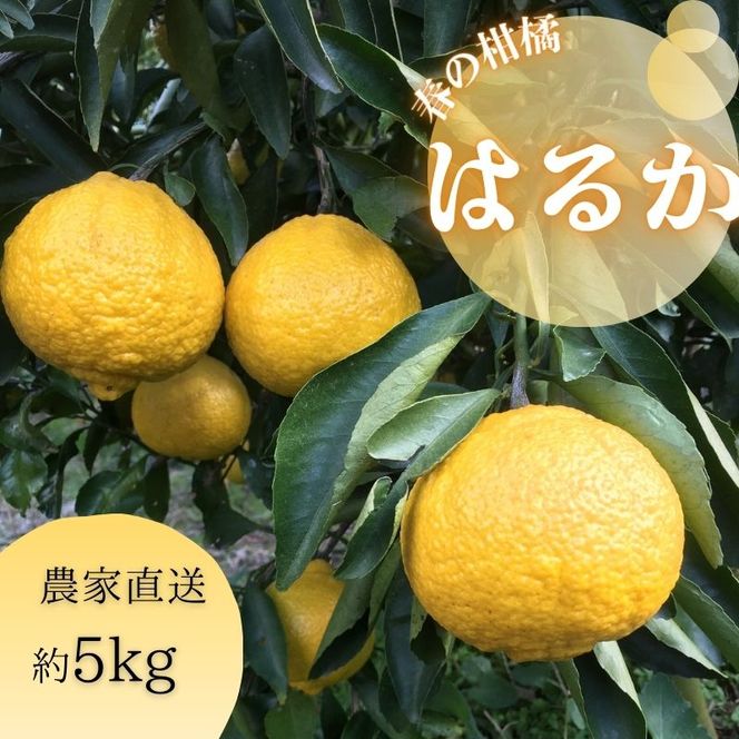 【540.】はるか（A540-1）