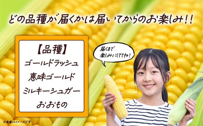 【先行予約】朝採りとうもろこし 10㎏ お楽しみボックス（その他）
