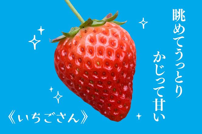 冷凍いちご 3kg（いちごさん)【佐賀県産 ブランド 冷凍いちご フレッシュ 冷凍フルーツ スムージー デザート お菓子作り シャーベット 甘い みずみずしい 無添加】(H126103)