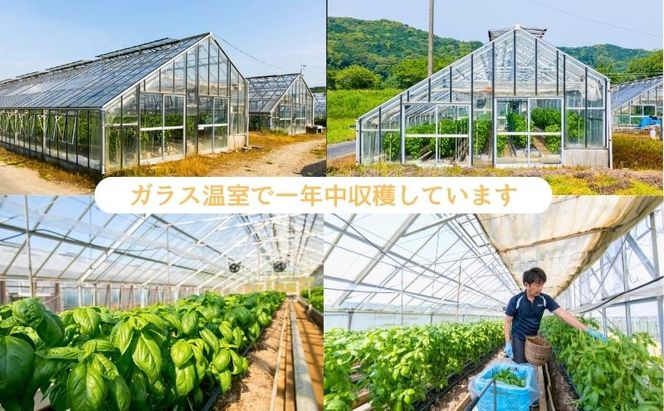 温室野菜 sano 生バジルソース２本セット 加工食品 ソース 