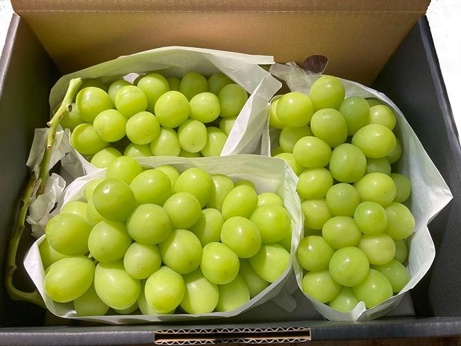 【2026年発送分】【やまなしフルーツ定期便（２回）】 山梨おいしい果物園のシャインマスカット 1.8kg-2.0kg (2~4房)＆ラ・フランス（1.5kg以上・３-５玉）　定期便　果物 フルーツ くだもの シャイン 洋ナシ 洋梨 洋なし 山梨 やまなし 富士川町