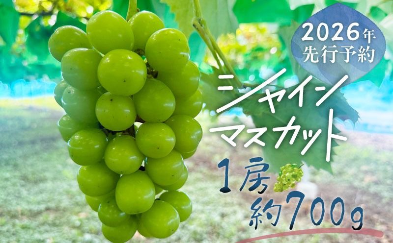 [2026年先行予約]山梨県産 シャインマスカット 1房(約700g)|大粒 高糖度 種なし 甘い ぶどう 葡萄 フルーツ 果物 産地直送 贈答用 送料無料