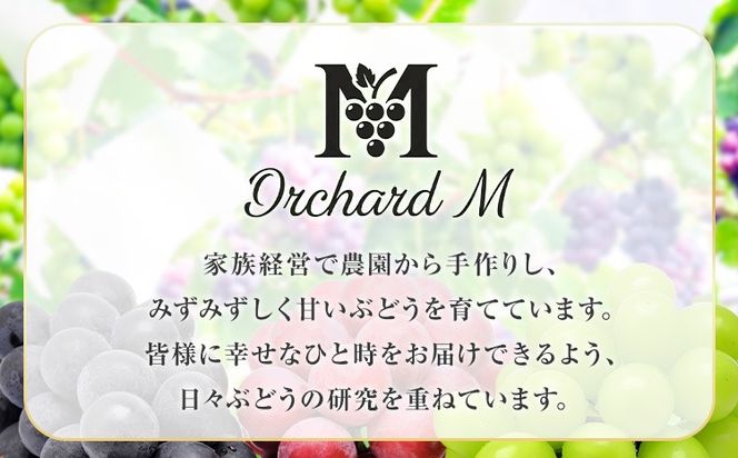 〈プラスワン企画実施中〉 シャインマスカット マスカット1房・旬の品種2房＋1 Orchard M《8月中旬-10月上旬頃出荷》熊本県 長洲町 シャインマスカット ぶどう マスカット 果物 フルーツ スイーツ デザート---sn_coms1b2_g810_r8_19000_2kg---