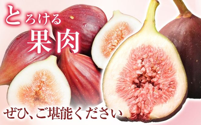 いちじく 完熟いちじく 約600g ( 300g × 2パック ) お試し パック いちじく イチジク 無花果 JAわかやま 紀の里地域本部《2025年9月上旬-11月上旬頃出荷》 和歌山県 紀の川市 青果物 果物 くだもの フルーツ スイーツ---wsk_cjak24_9j11j_24_7000_600g---
