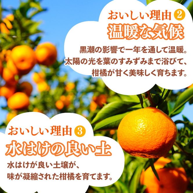 ＜1月より発送＞家庭用 柑橘詰合せ5kg+250g（傷み補償分）◇【訳あり・わけあり】【有田の春みかん詰め合わせ・フルーツ詰め合せ・オレンジつめあわせ】【光センサー選別】