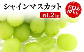 訳あり シャインマスカット 約1.2kg 粒 YANAGISAWA ぶどう 長野 マスカット ブドウ フルーツ 果物 シャイン 果物類 