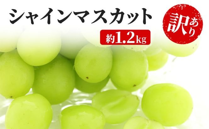 訳あり シャインマスカット 約1.2kg 粒 YANAGISAWA ぶどう 長野 マスカット ブドウ フルーツ 果物 シャイン 果物類 