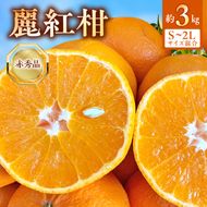 【2027年先行受付】麗紅柑 (れいこう) 赤秀品 S～2Lサイズ 3kg 和歌山有田産_BF6062