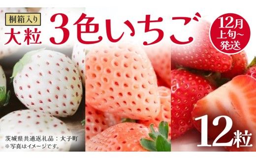 桐箱入り 大粒 3色いちご 12粒【2026年12月上旬発送開始】(茨城県共通返礼品：大子町) いちご 苺 果物 フルーツ 果実