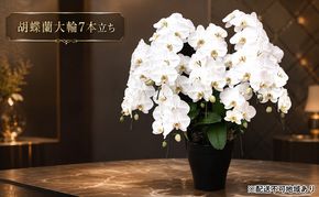 幸せが飛んでくる胡蝶蘭大輪7本立ち【配送不可：北海道、東北、沖縄、離島】 植物 