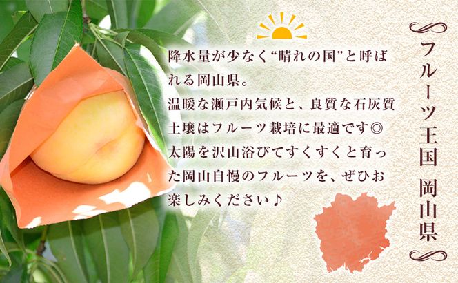 【 2026年 先行予約 】ぶどう 桃 ぼっけぇうめぇ フルーツ 定期便 3回 コース -2 ( 白桃 ・ シャインマスカット ・ 紫苑 )《2026年8月-10月出荷》 岡山県産 フルーツ 果物 数量限定 里庄町 