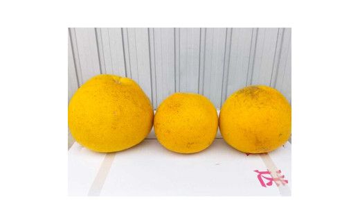 【先行予約】土佐文旦 文旦 訳あり 大玉入り 5kg 5キロ 3L～L 〈2027年2月～発送〉ぶんたん  フルーツ  みかん 果物 く 柑橘類   ご自宅用 お取り寄せ 国産【松岡ぶんたん園】