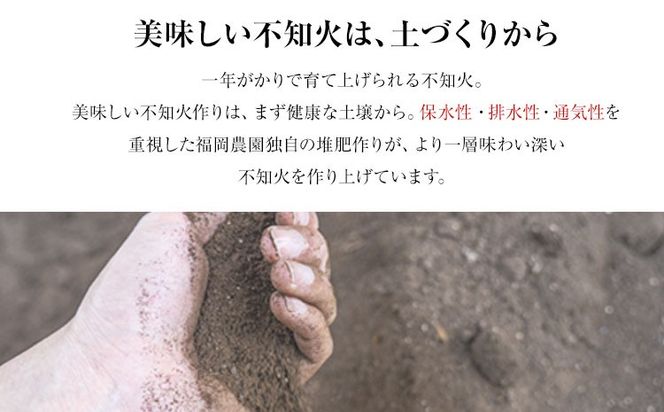 不知火 福岡農園 不知火 3.5kg 贈答用《1月上旬-1月末頃出荷》熊本県 氷川町 柑橘 果物 フルーツ shiranui しらぬい 柑橘 旬 フルーツ 熊本県産 みかん---hkw_lcl_570_3500g---