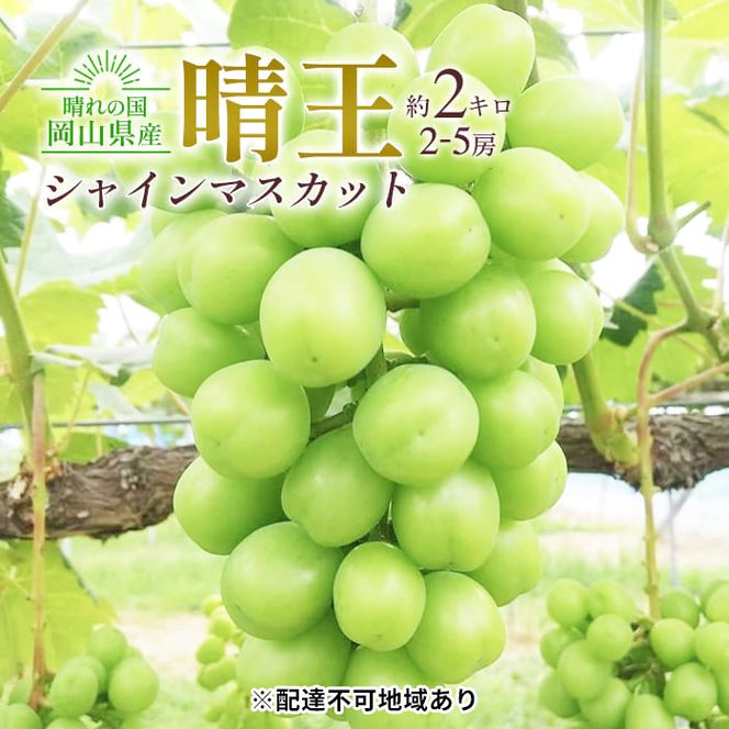ぶどう 2026年 先行予約 シャイン マスカット 晴王 2～5房入り 合計約2kg 大粒 種無し ブドウ 葡萄 岡山県産 国産 フルーツ 果物 ギフト 橋田商店