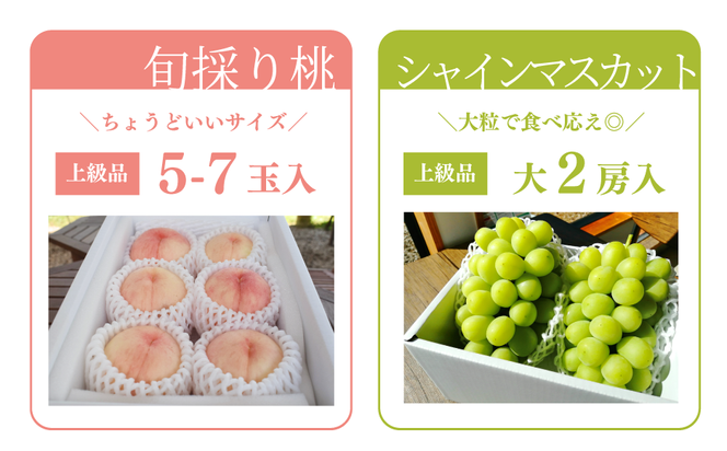【2026年先行予約】量より質！桃とシャインマスカット、上級品の2回便 (定期便) (岡山県産) / 8月10月 【KF-T060-02】