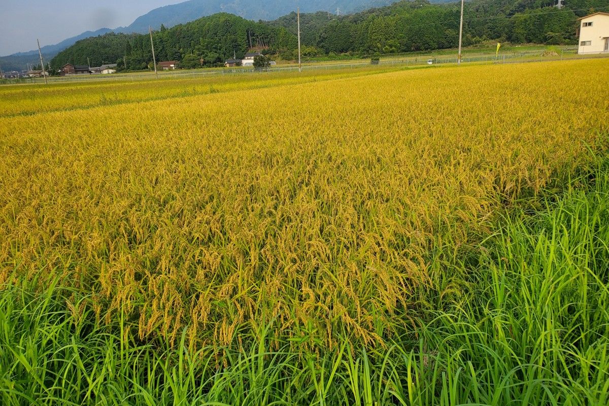 2025年産 京丹後産稲作発祥の地コシヒカリ特別栽培米 月の輪田米 精米5kg(天日干し)