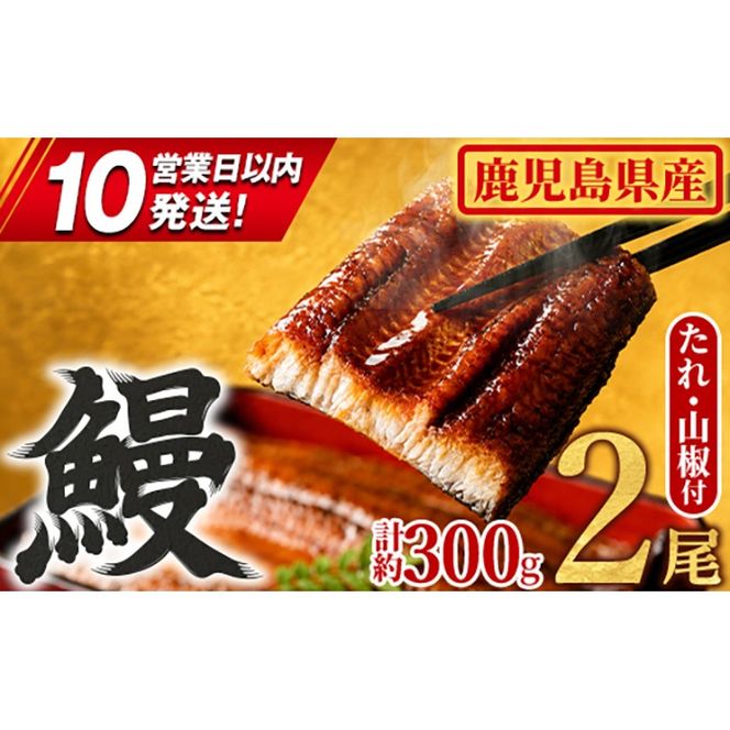 【0104347a-10E】＜10営業日以内発送＞東串良町のうなぎ蒲焼(無頭)(2尾・計約300g・タレ、山椒付) うなぎ 高級 ウナギ 鰻 国産 蒲焼 蒲焼き たれ 鹿児島 ふるさと 人気 スピード発送 スピード便 【アクアおおすみ】