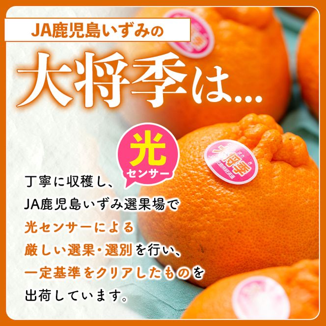 ＜先行予約受付中！2027年3月上旬以降順次発送予定＞ 鹿児島生まれの品種！露地栽培の大将季 (約5kg・15～24玉) 果物 冬 春 柑橘 みかん 蜜柑 フルーツ 期間限定 数量限定 大将季 露地 【鹿児島いずみ農業協同組合】akn018-19