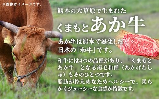 【定期便2回】 GI 認証 くまもとあか牛 ロースステーキ 約500g - 肉 お肉 牛肉 くまもとあか牛 あか牛 和牛 ステーキ ロース 冷凍 国産 九州産 熊本県産 熊本県 甲佐町