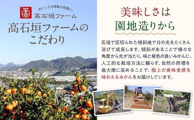 訳あり はるか 2.5kg M～2Lサイズおまかせ 高石垣ファーム   K018