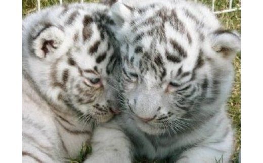 白鳥動物園（一家族5名様まで）チケット 入場券 優待券 