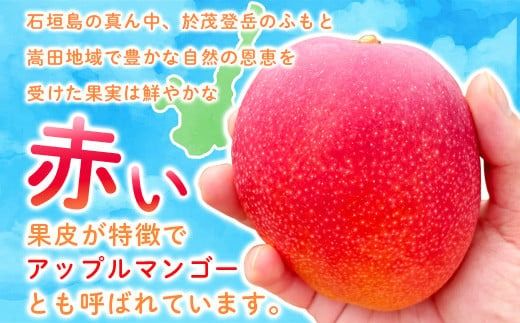 ＜先行予約＞「マンゴー」 ⽯垣島ど真ん中 まるま〜さん マンゴー 1kg (2～3玉) ≪2026年7月頃より順次発送予定≫ (アーウィン種)【 産地直送 マンゴー アーウィンマンゴー アップルマンゴー 沖縄県 八重山 石垣産 アーウィン種 マンゴー フルーツ 果物 】 IT-1