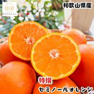 【特撰】セミノール 3kg+200g(補償分)｜ みかん 高級 くだもの 晩柑 柑橘 和歌山