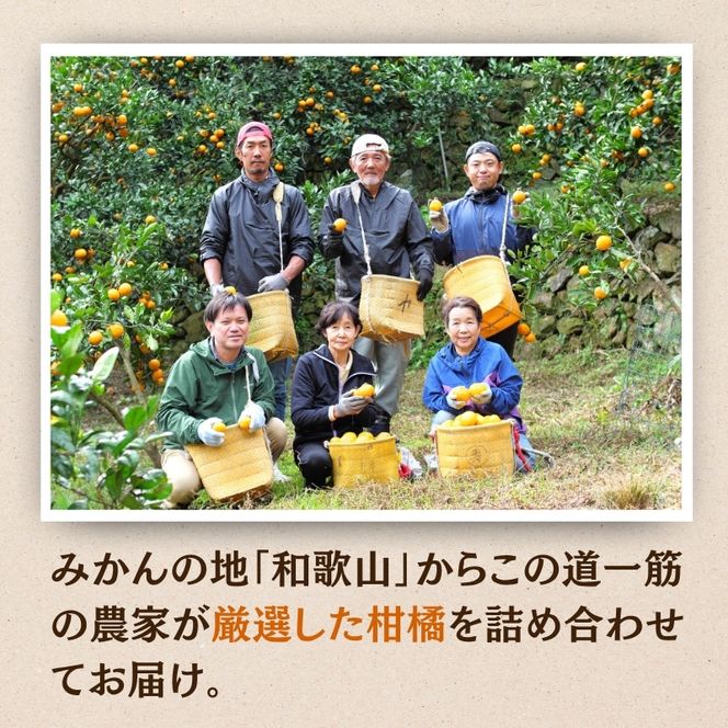 厳選 柑橘詰合せ1kg+250g（傷み補償分）【有田の春みかん詰め合わせ・フルーツ詰め合せ・オレンジつめあわせ】【光センサー選別】【ikd183B】