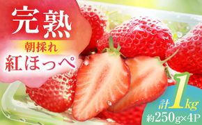 朝摘み 愛知県産 完熟紅ほっぺ 約250g×4パック いちご 紅ほっぺ 完熟 愛西市/くぼ苺農園[AECJ001]